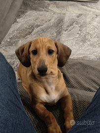 Bassotto kaninchen arlecchino