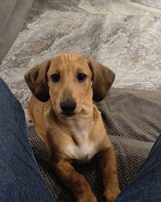 Bassotto kaninchen arlecchino