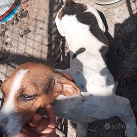cani da caccia