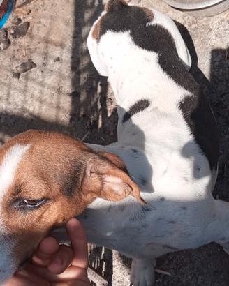 cani da caccia