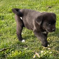 2 cuccioli (femmine)