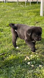 2 cuccioli (femmine)