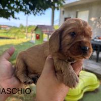 Cocker spaniel