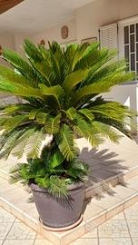 piante