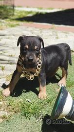 Pitbull tricolor