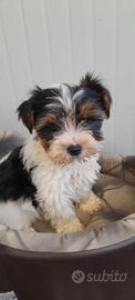 Flick e Flock -- Cuccioli Biewer Yorkshire