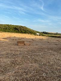 Ballette di fieno seminato