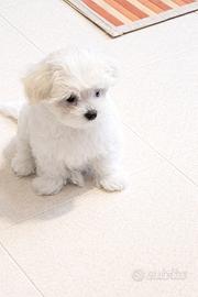 Ultimo cucciolo maltese piccola taglia