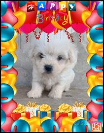 Maltese toy