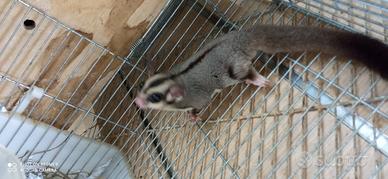 Petauri dello zucchero