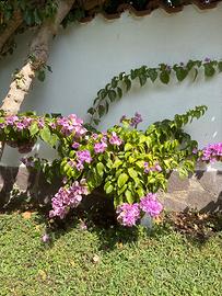 Bougainvillea in vaso