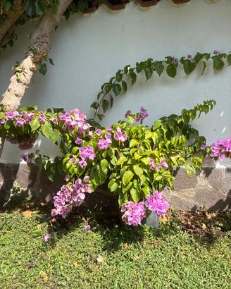 Bougainvillea in vaso
