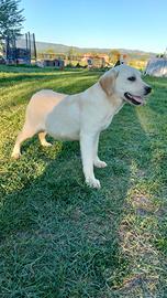 Labrador femmina 8 mesi