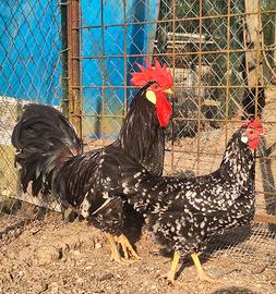 Pulcini di Galline ornamentali