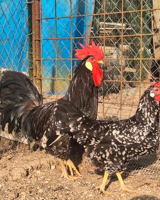 Pulcini di Galline ornamentali