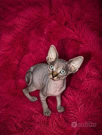Cuccioli Sphynx Pedigree