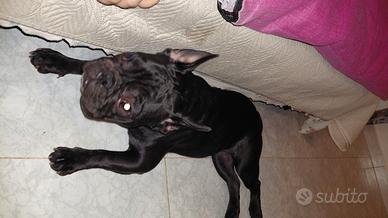 Bulldog Francese