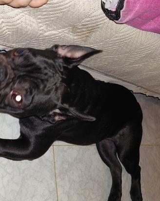 Bulldog Francese