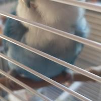 Pappagallino inseparabile