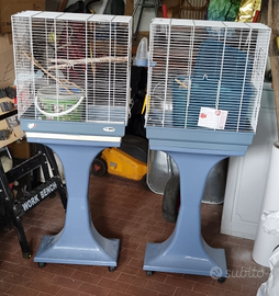 2 Gabbiette Cocorite