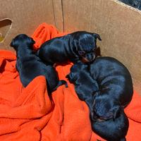 Cuccioli pincher toy