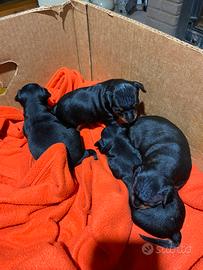 Cuccioli pincher toy