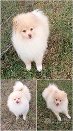Cucciolo di Spitz tedesco/ volpino