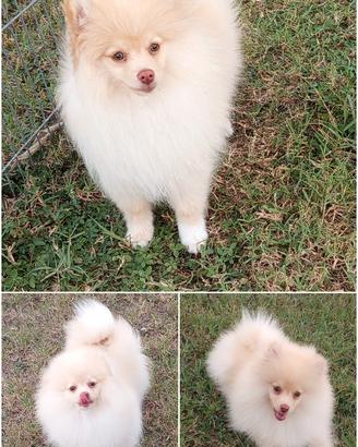 Cucciolo di Spitz tedesco/ volpino