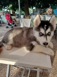 S. Husky Splendidi cuccioli