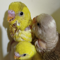 Cocorite allevate a mano