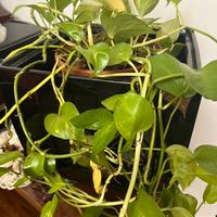 Vasi in ceramica lucidi neri