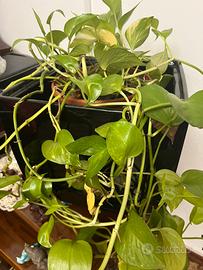 Vasi in ceramica lucidi neri