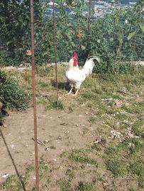 Gallo