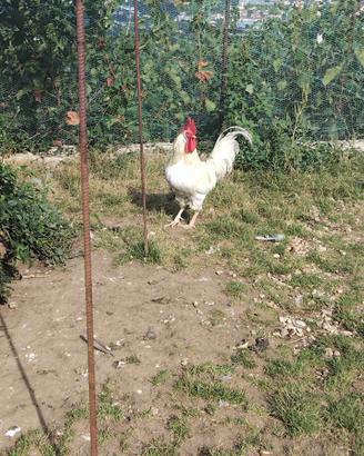 Gallo