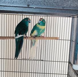 Kakariki mottle blu / blu pezzato 