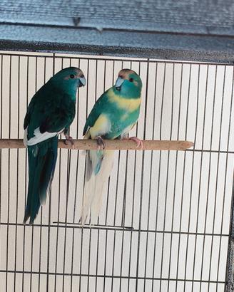 Kakariki mottle blu / blu pezzato 