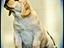 Immagine 29