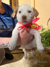 Cucciolina in adozione