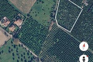 Terreno agricolo agrumeto