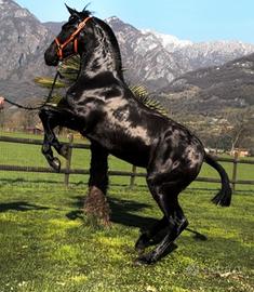 Cavalla Andalusa
