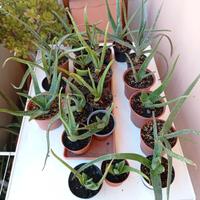 20 piante di aloe vera (barbadensis Miller)