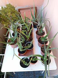 20 piante di aloe vera (barbadensis Miller)