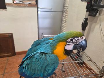 Pullo ara ararauna appena svezzato