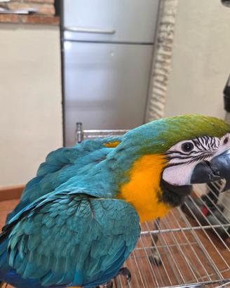 Pullo ara ararauna appena svezzato