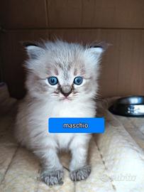 Ragdoll maschietto