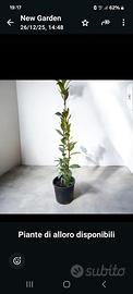 piantina. alloro