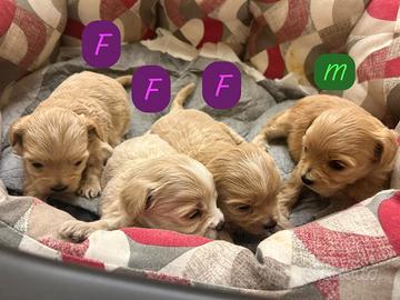 Cuccioli di maltipoo
