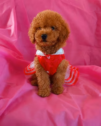 Barboncina toy