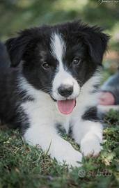 Boder Collie