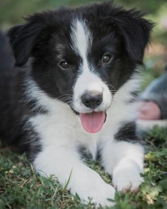 Boder Collie